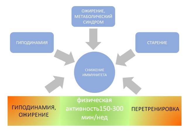 интенсивность физической нагрузки и ее влияние на иммунитет